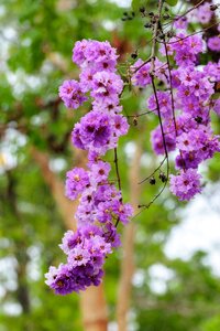 Beauty bloom blooming