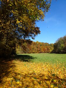 Autumn gold tree landscape
