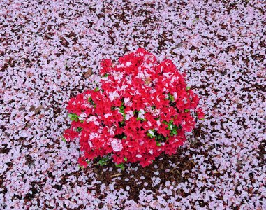 Spring flower plant