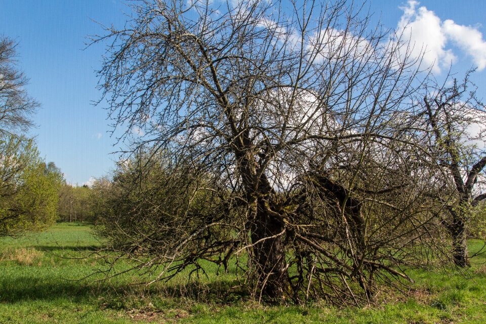 Old tree nature wood