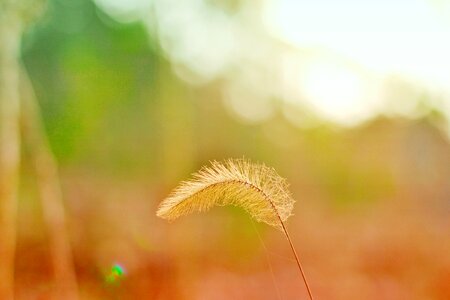 Dry hairy herb