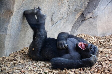 Chimpanzee animal animals