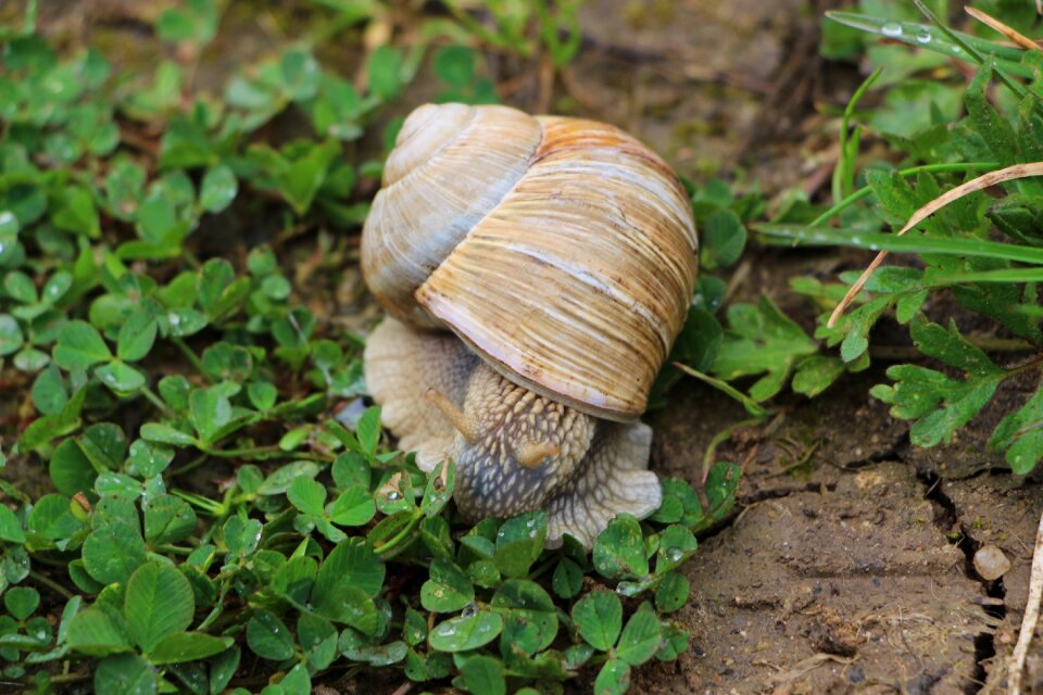 Slowly animal mollusk