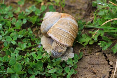 Slowly animal mollusk