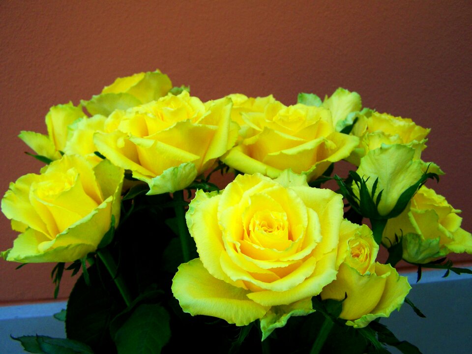 Rose bouquet yellow roses cut flowers