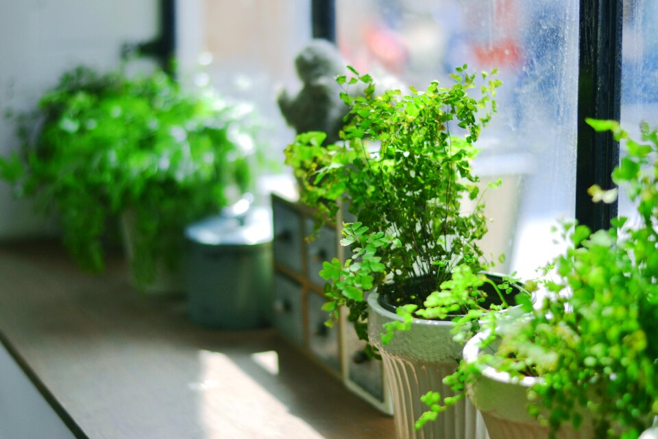 The scenery potted plants plant
