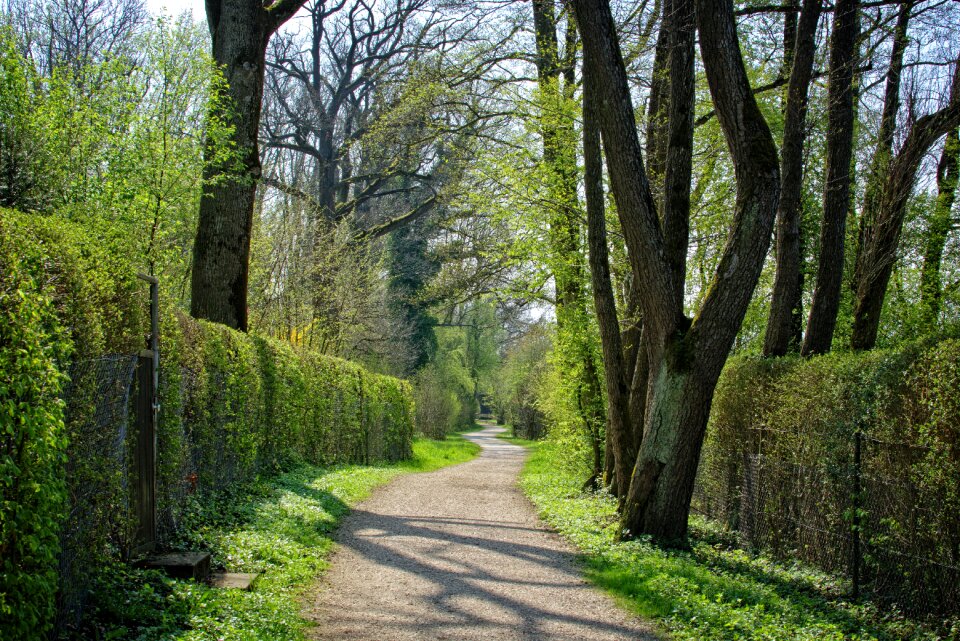 Nature forest avenue