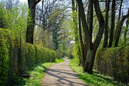 Nature forest avenue photo