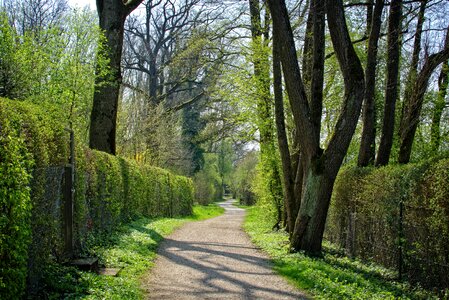 Nature forest avenue