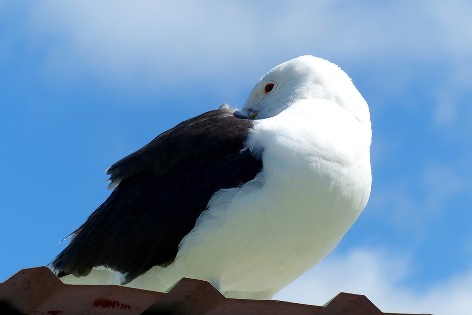 Water bird plumage sea