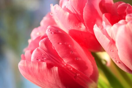 Colorful nature bouquet photo