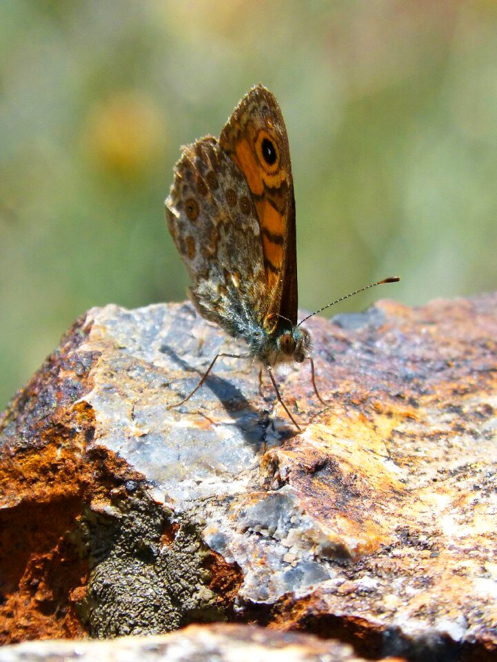 Folded wings margenera detail