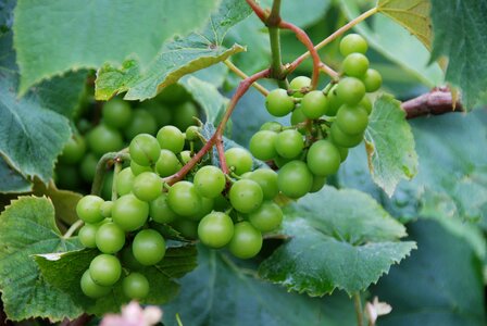 Green immature green grapes