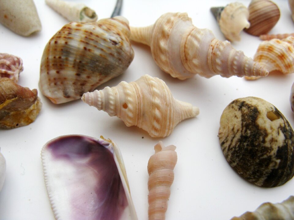 Mother of pearl sea animals casing