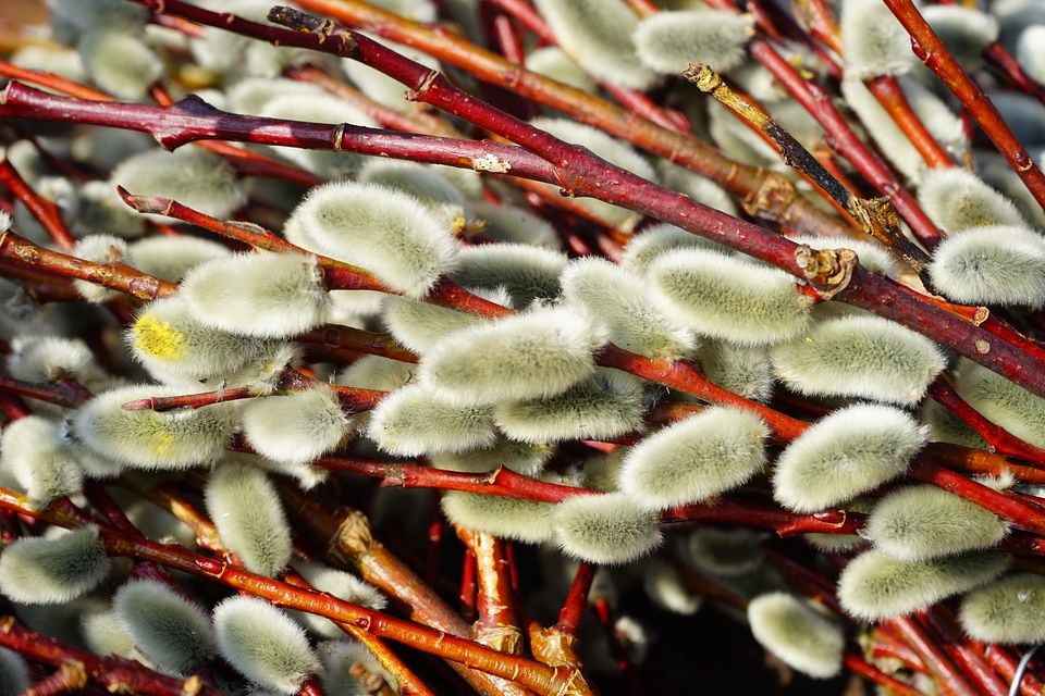 Pasture branches decoration