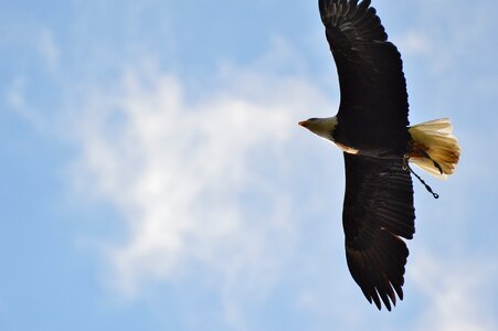 Bird of prey plumage feather photo