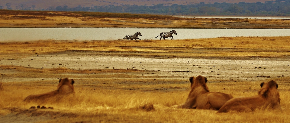 Tanzania africa safari photo