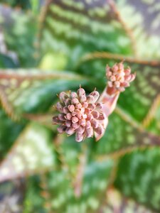 Cactus inflorescences succulent