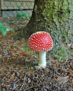 Spotted autumn fungal species photo