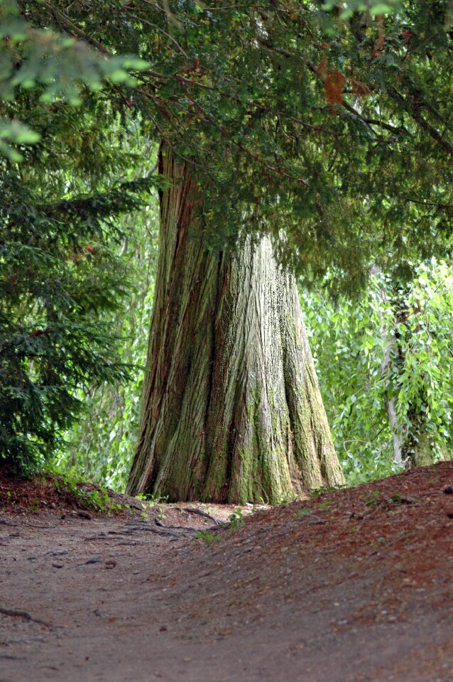 Trunk botany park
