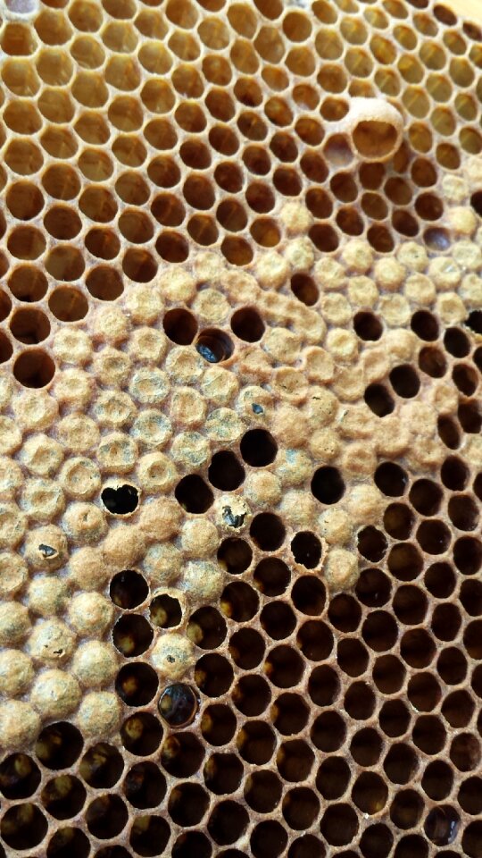Bee slip honey