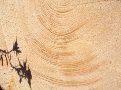 Light and shadow natural tree trunk forestry photo