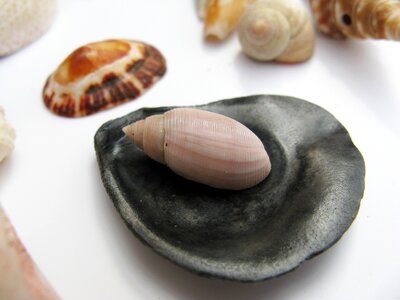 Macro shellfish molluscs photo