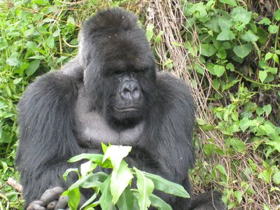 Rwanda jungle