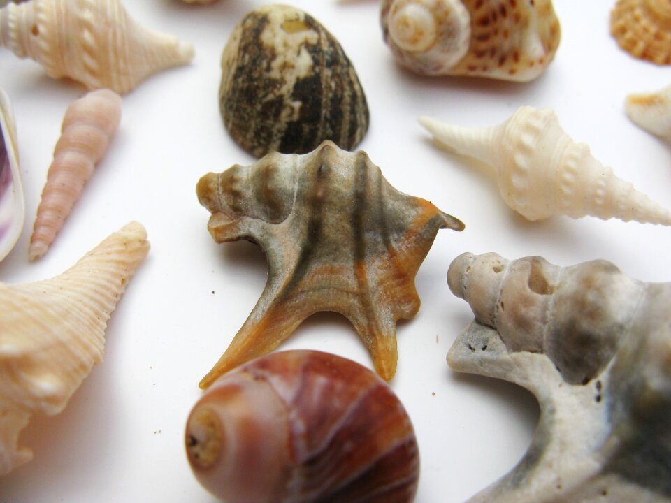 Macro sea animals casing photo