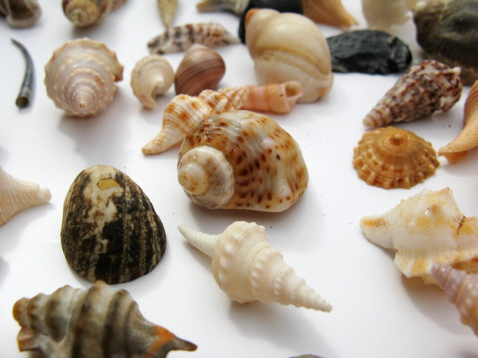 Macro sea animals casing photo