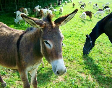 Donkey hoofed animals grayish-brown