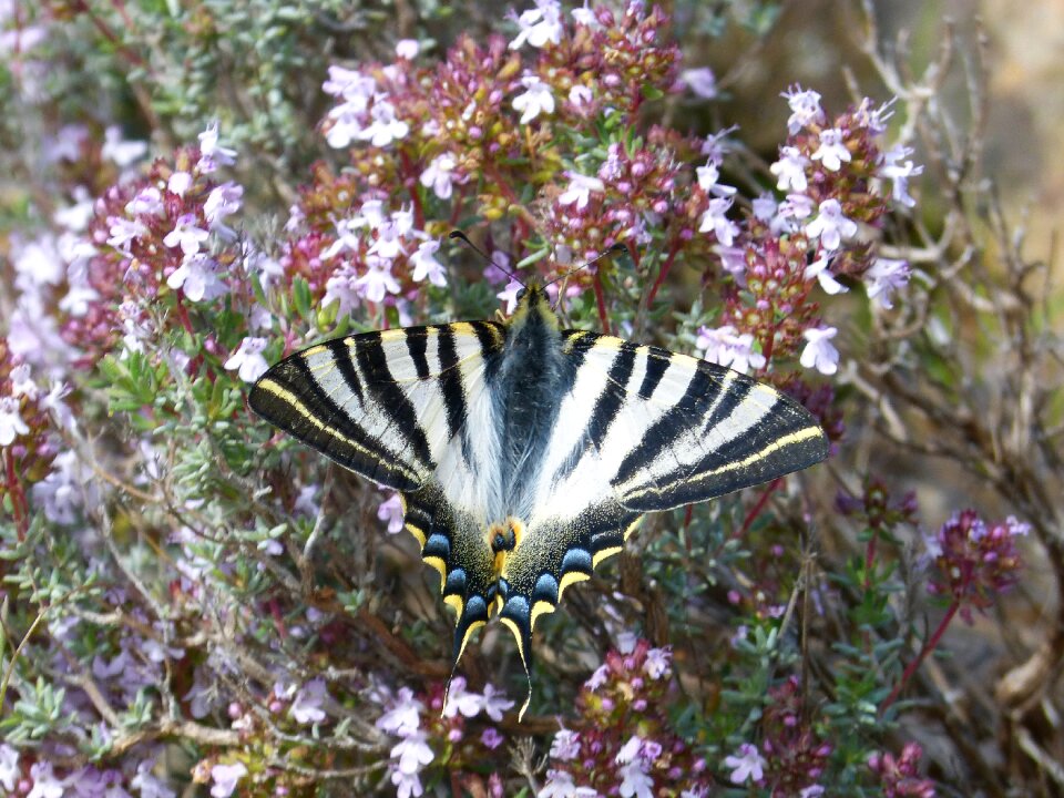 Machaon butterfly queen butterfly