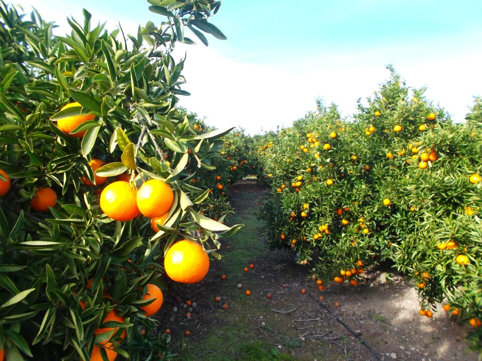 Oranges citrus fruit fruit