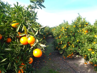 Oranges citrus fruit fruit