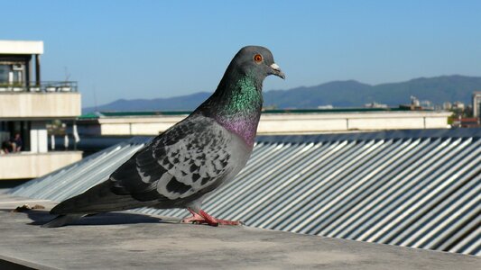 Birds pigeon roof photo