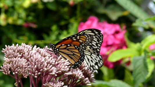 Forage insect garden