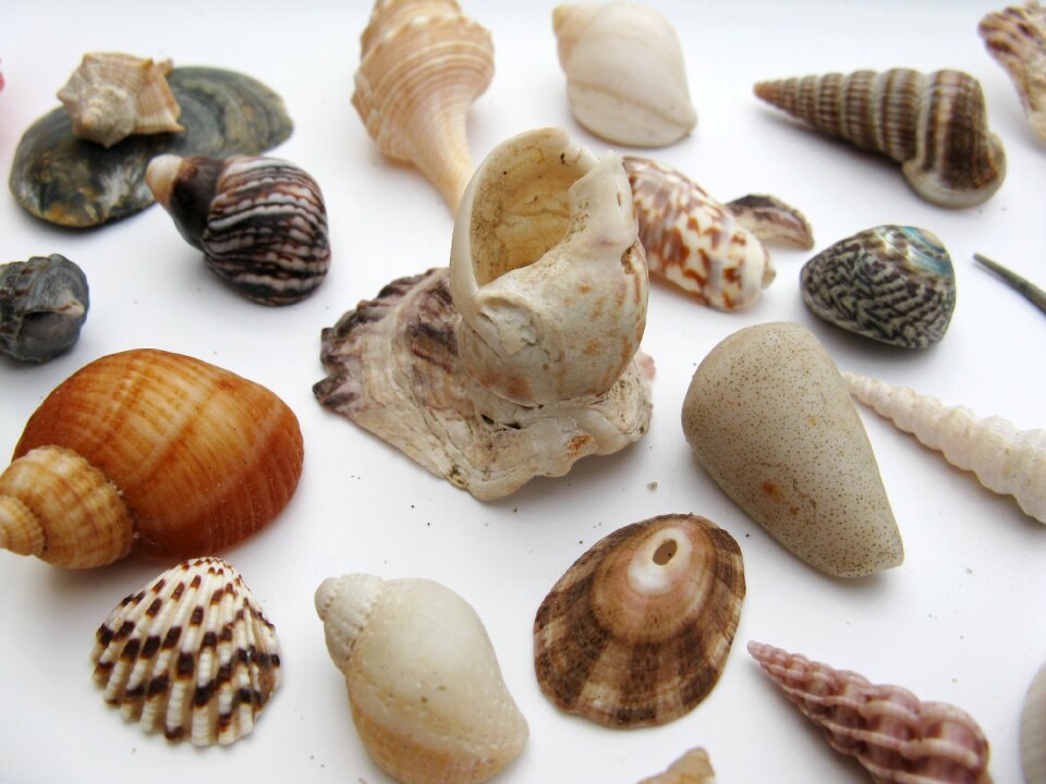 Macro sea animals casing