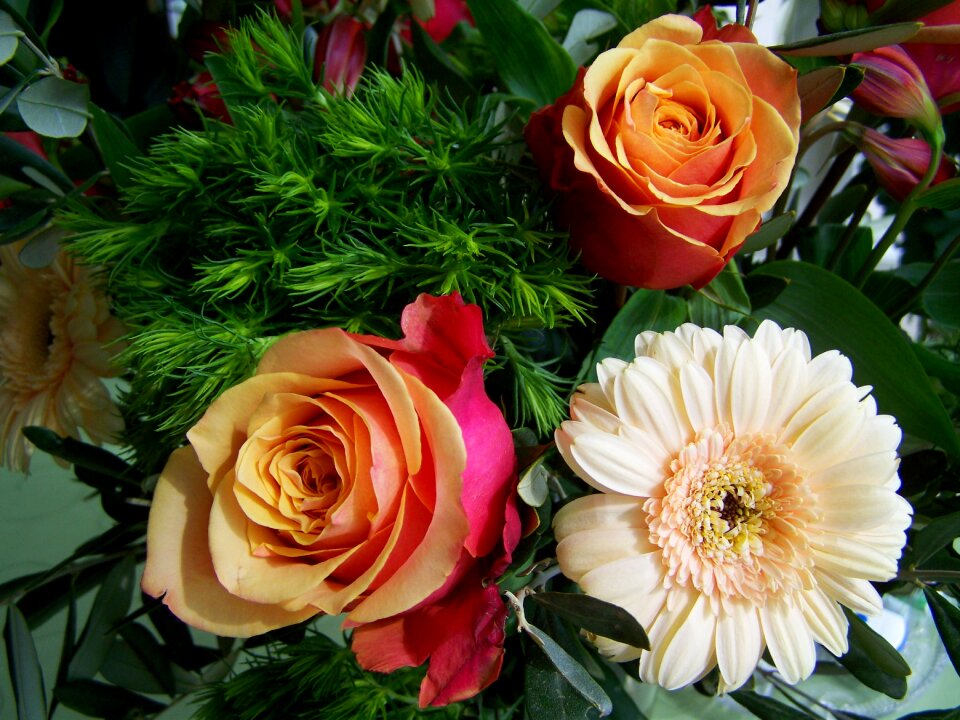 Rose gerbera cut flowers