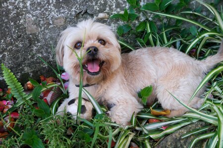 Animal pet cute