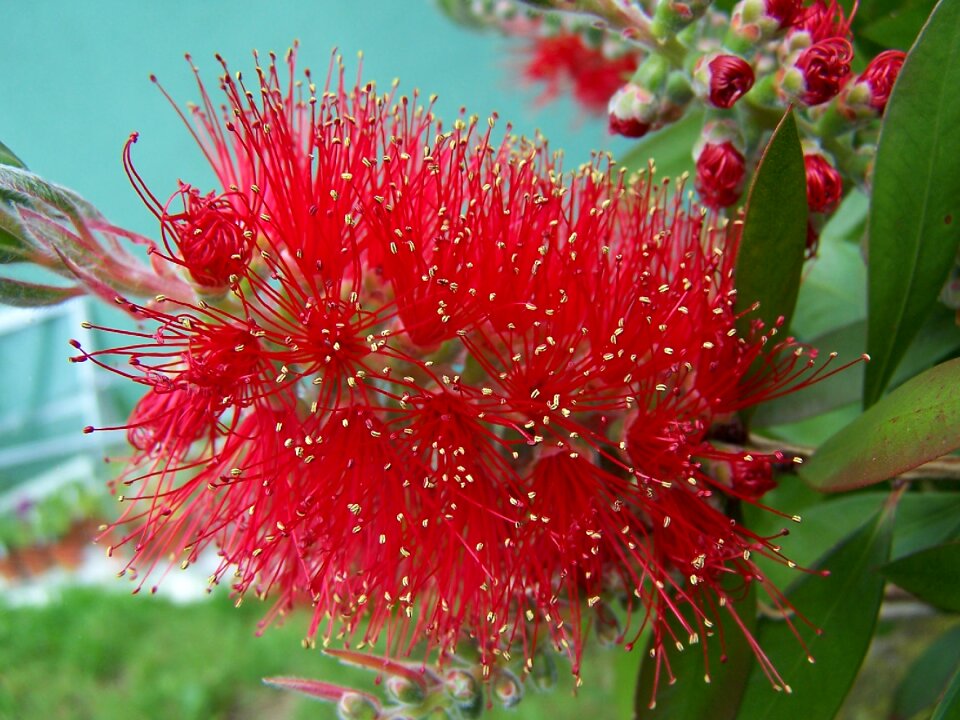 Callistemon flower red
