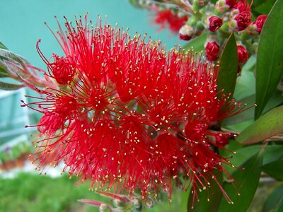 Callistemon flower red