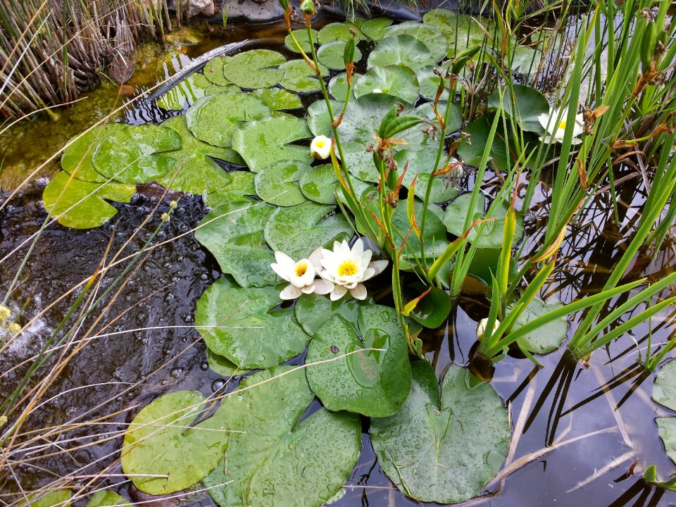 Flower water nature