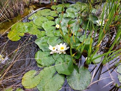 Flower water nature