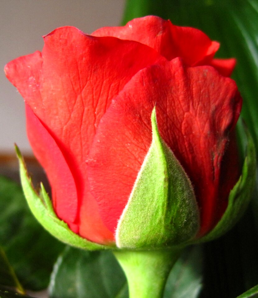 Rose flower blossom
