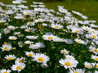 White chrysanthemum green photo