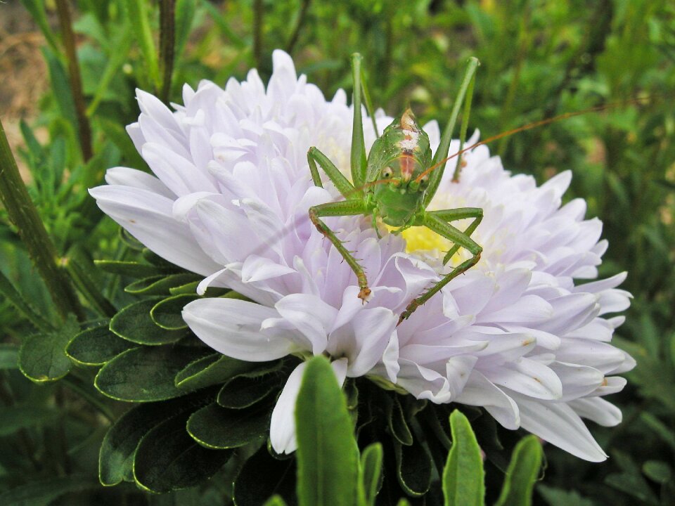Insect animal nature