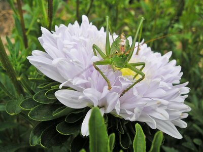 Insect animal nature