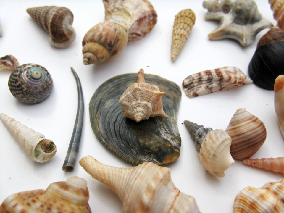 Macro sea animals casing photo