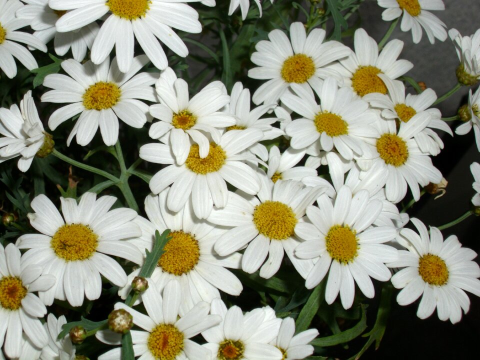 Margin renon white flowers