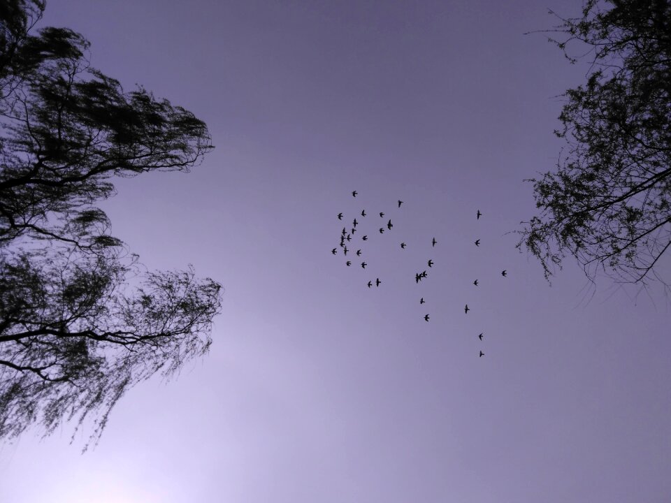 Flight evening diary